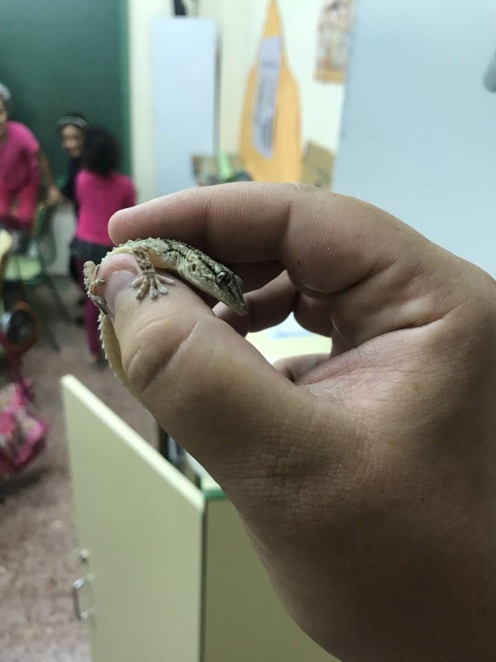 Inicio "monstruoso" en el colegio Monte Anaor de Alguazas (Murcia)